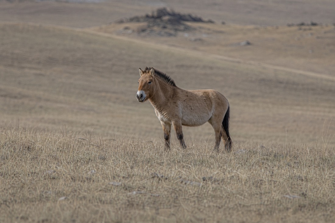 A stocky dun takhi with short dark erect mane and pale muzzle standing alert and watchful at a distance on the Hustai steppe, ready to move off
