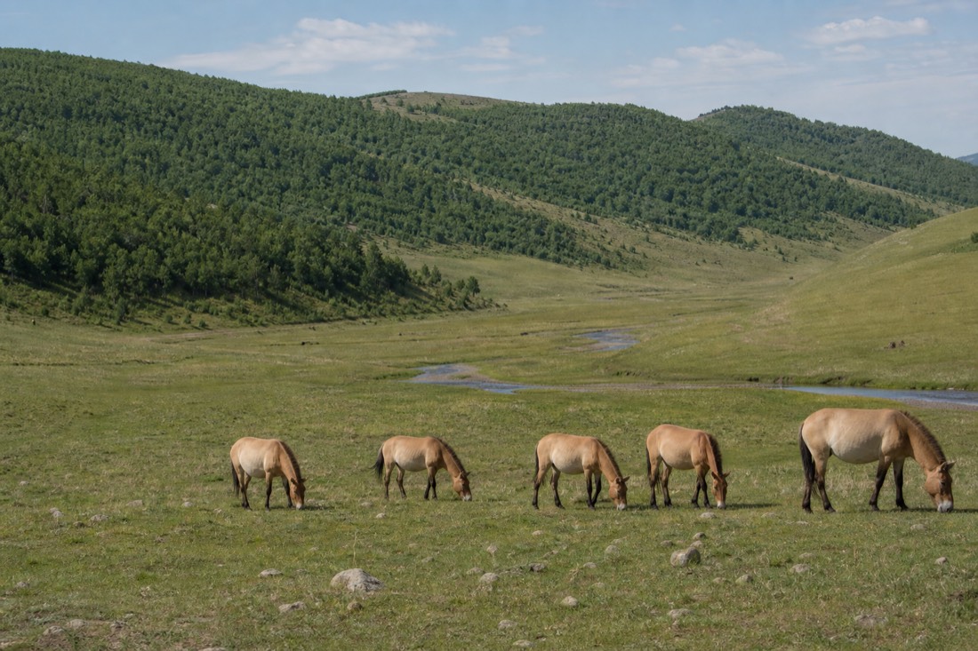 A wide view over the grassy Moiltiin Am valley inside Hustai National Park with birch-covered slopes rising on either side