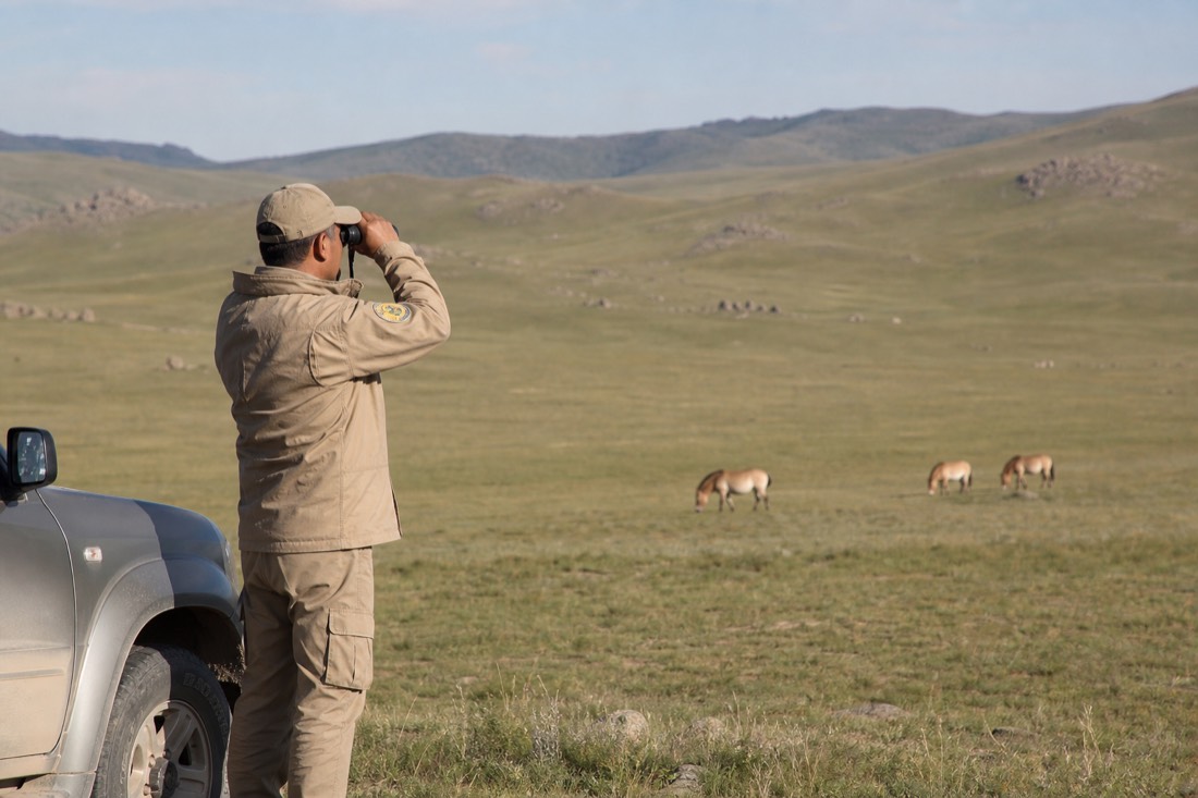 A Hustai park guide standing beside a vehicle scanning a wide grassy valley with binoculars shortly after entering the park