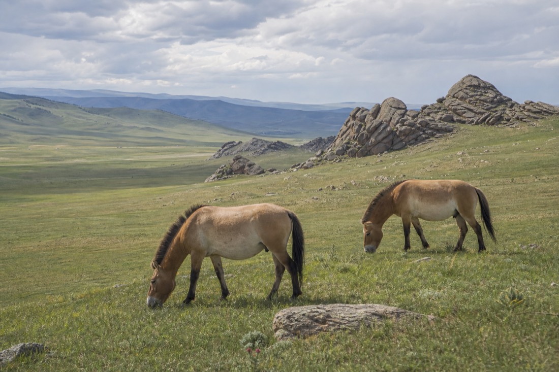 Turtle Rock in Gorkhi-Terelj beside a wide view of the open Hustai steppe