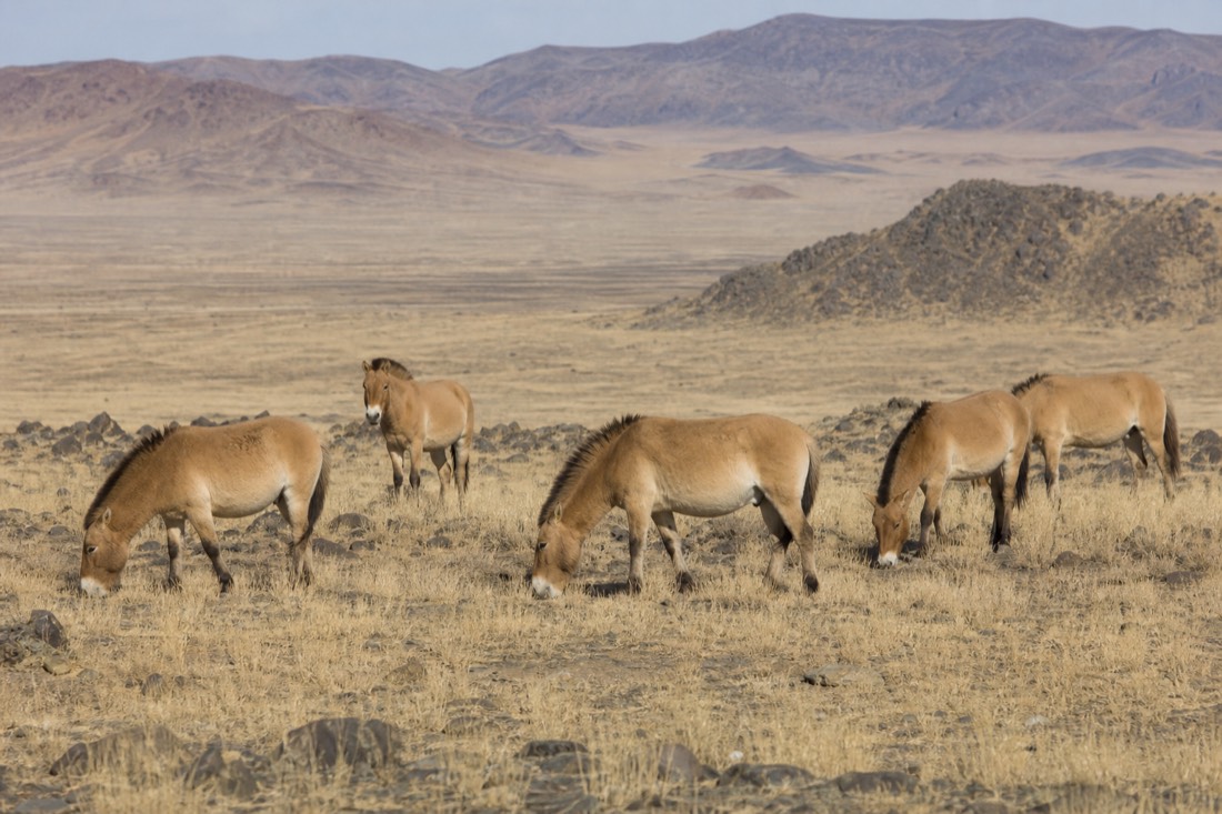 A small band of stocky dun takhi with short dark erect manes and pale muzzles grazing among rocky outcrops and dry golden grass in a Gobi-style desert landscape with distant mountains, terrain harsher and drier than Hustai's green steppe valleys