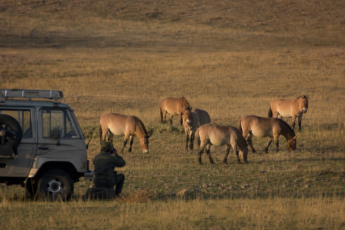 A single park guide crouched beside a parked vehicle at a respectful distance, observing a takhi harem of stocky dun horses with dark erect manes grazing at dusk on the open Hustai steppe, golden evening light, no people close to the horses